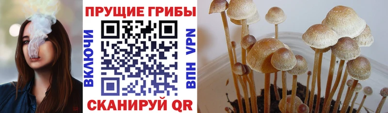 МЕГА ONION  Онега  Псилоцибиновые грибы мухоморы  купить закладку 
